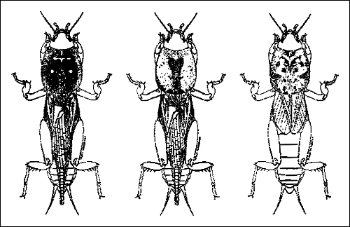 Southern, Tawny, and Short-winged Mole Crickets