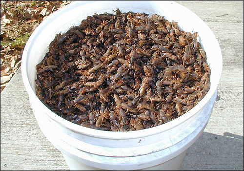 record nightly catch of 17,000 Tawny mole crickets