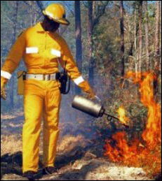 Forestry worker using a drip torch to start a controlled burn