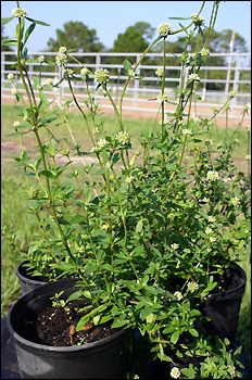 potted Larraflowers may be propagated by seed and cuttings