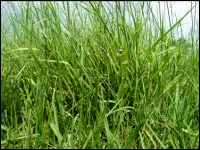 Bahia Grass Pasture