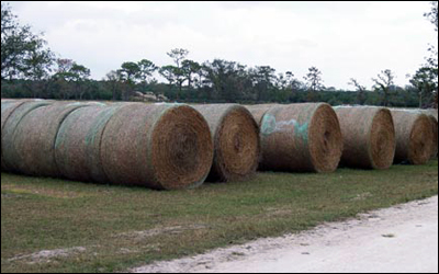 round bales of Pangola hay