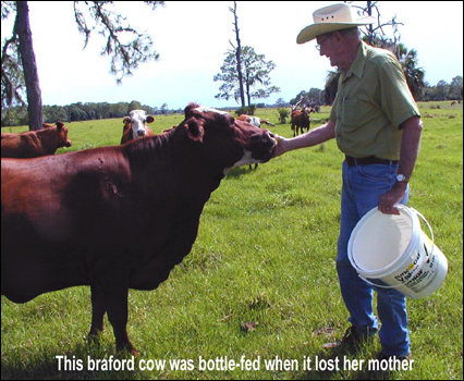 Buster T. Longino with braford cow