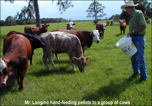 Buster T. Longino feeding cows