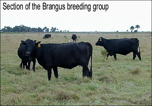 Brangus breeding group