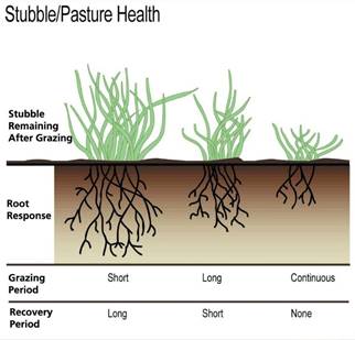 Figure 5. Relationship among stubble remaining after grazing, recovery period and root growth.