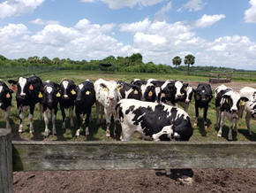 Holstein heifers