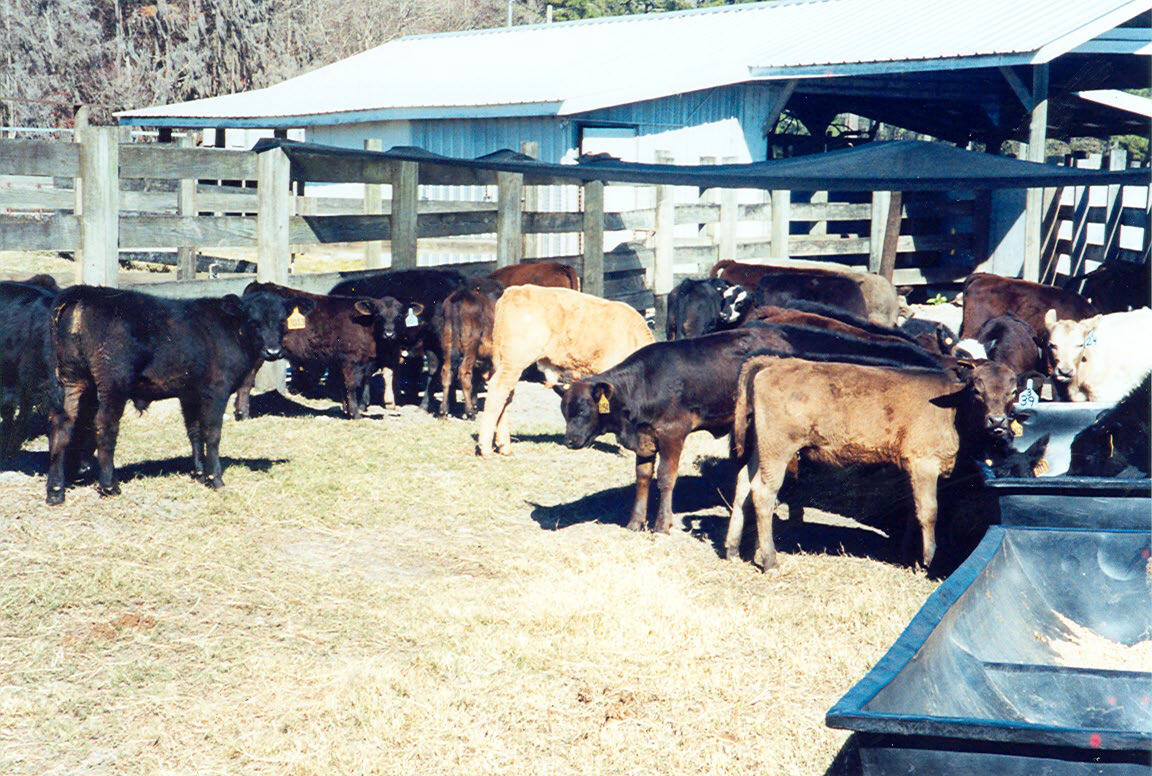 Early weaned calves receiving concentrate supplementation