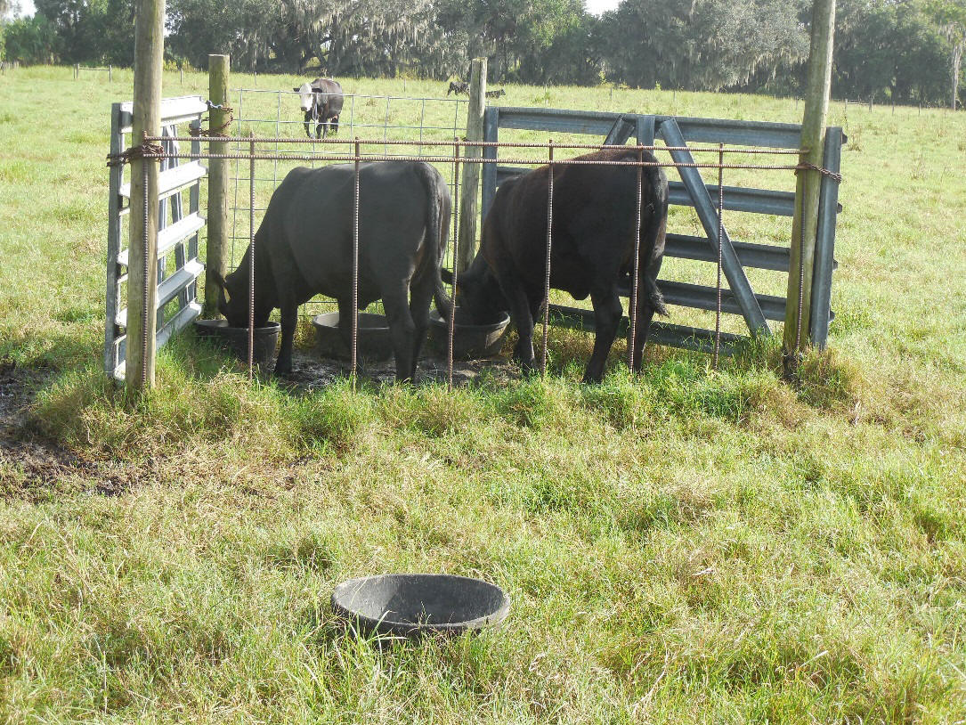 Calves receiving creep-feeding on pasture