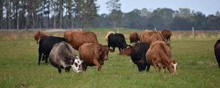 Bahiagrass pasture and Brahman cross cattle on a typical Florida ranch