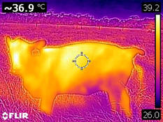 Thermal inmage sacn of beef heifer