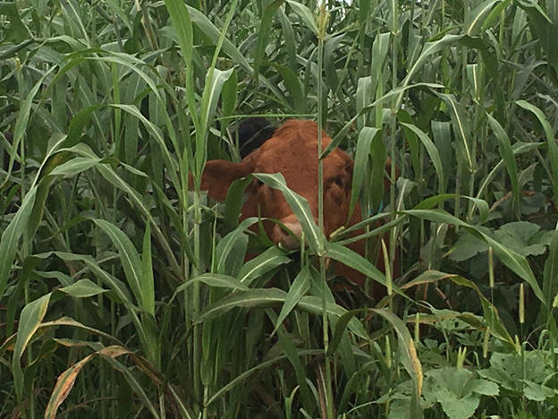 Calf in stand of forage