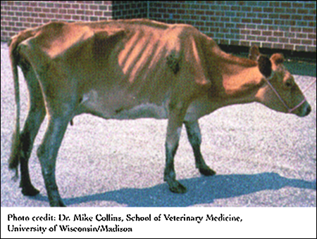 cow with Johne's Disease
