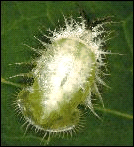 Gratiana boliviana larva