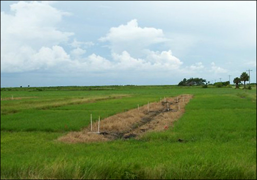 field layout of stargrass plots