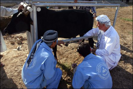 Training veterinarians in semen collection technique