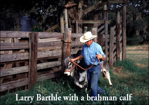 Larry Barthle with a Brahman calf