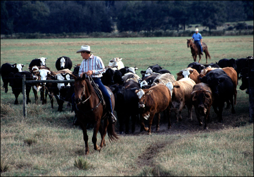 Randy Barthle ahead of a group of cattle