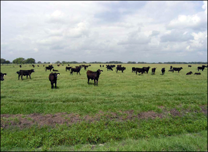 group of weaned Brangus calves on pasture