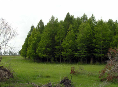 cypress plantation