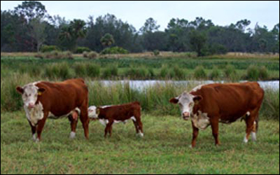 Hereford cows and calf