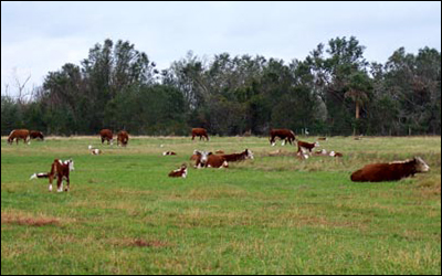Herd of Hereford cows and calves