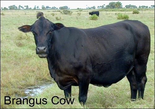 Brangus cow