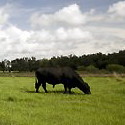 angus bulls grazing